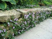 fénykép halványlila Virág Cymbalaria, Kenilworth Borostyán, Hegymászás Tengerész, Borostyán Levelű Varangy Len