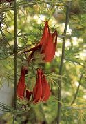 czerwony Lyadvenets Bertoleta Kwiaty ogrodowe zdjęcie