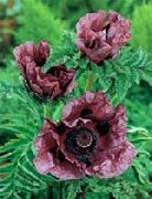        ,    apaver orientale 