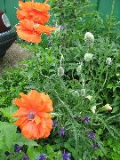        ,    apaver orientale 