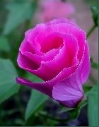 снимка розов Цвете Malope