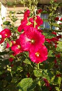 czerwony Malwa (Róża Macierzystych, Alseya) Kwiaty ogrodowe zdjęcie