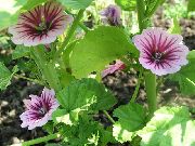 sārts Malva, Franču Hollyhock Dārza Ziedi foto