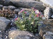 pembe Ciğerotu Bahçe çiçekleri fotoğraf