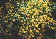 黄 黄油菊花，melampodium，金章花，星星菊花  照片