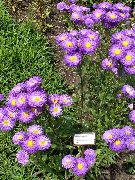 porpora Margherita Mare, La Spiaggia Aster, Flebane Fiori del giardino foto