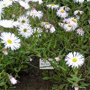 balts Piejūras Margrietiņa, Pludmales Astere, Flebane Dārza Ziedi foto