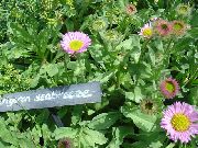 pembe Sahil Papatya, Plaj Dalya, Flebane Bahçe çiçekleri fotoğraf