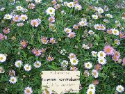 rosa Mexikanische Gänseblümchen, Santa Barbara Daisy, Daisy Tanzt, Lateinamerikanische Fleabane, Meer Daisy Garten Blumen foto