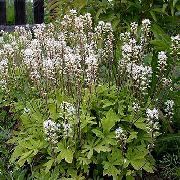      (, , ) ,  ()    Tiarella cordifolia  