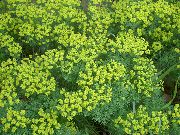 żółty Cyprys Wilczomlecz Kwiaty ogrodowe zdjęcie
