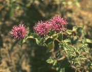 kırmızı Kızıl Monardella, Sinek Kuşu Çakal Nane Bahçe çiçekleri fotoğraf