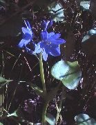 jasnoniebieski Monochoria Kwiaty ogrodowe zdjęcie