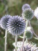 фота блакітны Кветка Мордовник