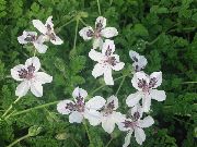 foto Häger Proposition, Stork Proposition Blomma