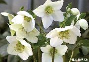 zdjęcie biały Kwiat Ciemiernik (Gelleborus)