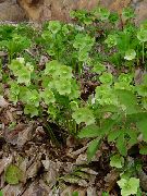foto grön Blomma Jul Ro, Ro Lenten