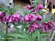 foto rosa Blomma Jul Ro, Ro Lenten