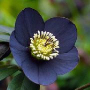 zdjęcie czarny Kwiat Ciemiernik (Gelleborus)