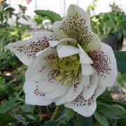 foto vit Blomma Jul Ro, Ro Lenten