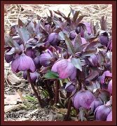 zdjęcie purpurowy Kwiat Ciemiernik (Gelleborus)