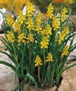 żółty Muscari Kwiaty ogrodowe zdjęcie