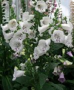biały Naparstnica Kwiaty ogrodowe zdjęcie