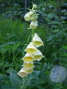     ,    Digitalis grandiflora 