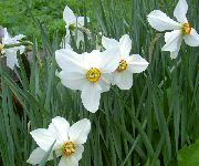bijela Žuti Narcis Vrt Cvijeće foto