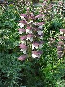 винен Бриджи Бодлив Мечката Градински цветя снимка