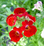 czerwony Nemesia Kwiaty ogrodowe zdjęcie