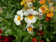 biały Nemesia Kwiaty ogrodowe zdjęcie