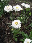 biały Daisy (Stokrotka) Kwiaty ogrodowe zdjęcie