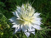 bijela Volim-U-Magla Vrt Cvijeće foto