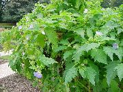 photo bleu ciel Fleur Shoofly Plante, Pomme Du Pérou