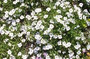 biały Nirembergiya Kwiaty ogrodowe zdjęcie
