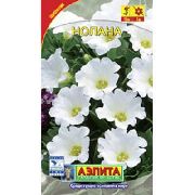      ,   - Nolana paradoxa  