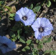jasnoniebieski Nolan Kwiaty ogrodowe zdjęcie