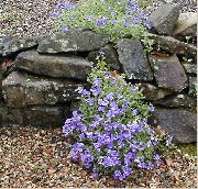 foto gaiši zils Zieds Aubrieta, Rock Kreses