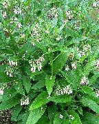 valkoinen Raunioyrtti Puutarhan Kukat kuva