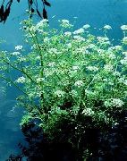 ფოტო წყლის ნიახური, წყლის ოხრახუში, წყლის Dropwort ყვავილების