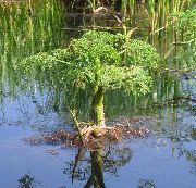 foto wit Bloem Water Selderij, Peterselie Water, Water Knolspirea