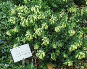 fotografie galben Floare Picătură De Aur