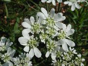 biały Orlayya Kwiaty ogrodowe zdjęcie