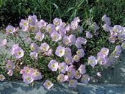 rosa Nachtkerzen Garten Blumen foto