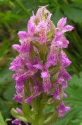      ,  -  Dactylorhiza incarnata.    