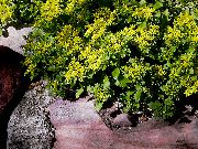 фото жовтий Квітка Очиток (Седум)