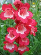 czerwony Penstemon Hybrid Kwiaty ogrodowe zdjęcie