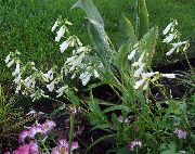 biały Penstemon Długo Kwiaty ogrodowe zdjęcie