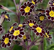      ,  ,     Primula polyanthus 'Penumbra',